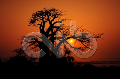 [PT] Silhuetas de imbondeiro ao por-do-sol. Mussulo, Angola. / [EN] Silhouettes of baobab tree at sunset. Mussulo bay, Angola